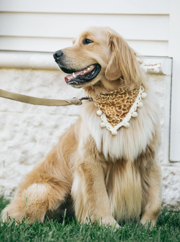 Giraffe dog collar sale